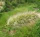 Polypogon monspeliensis